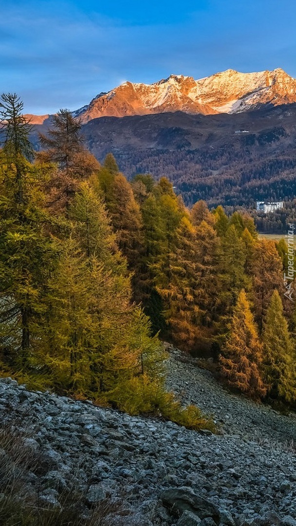 Zalesione zbocze