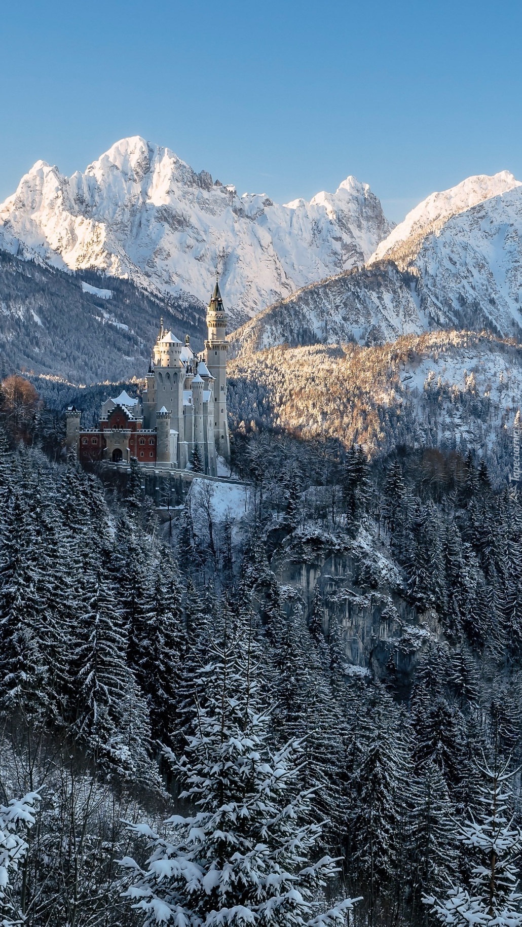 Zamek Neuschwanstein pośród drzew