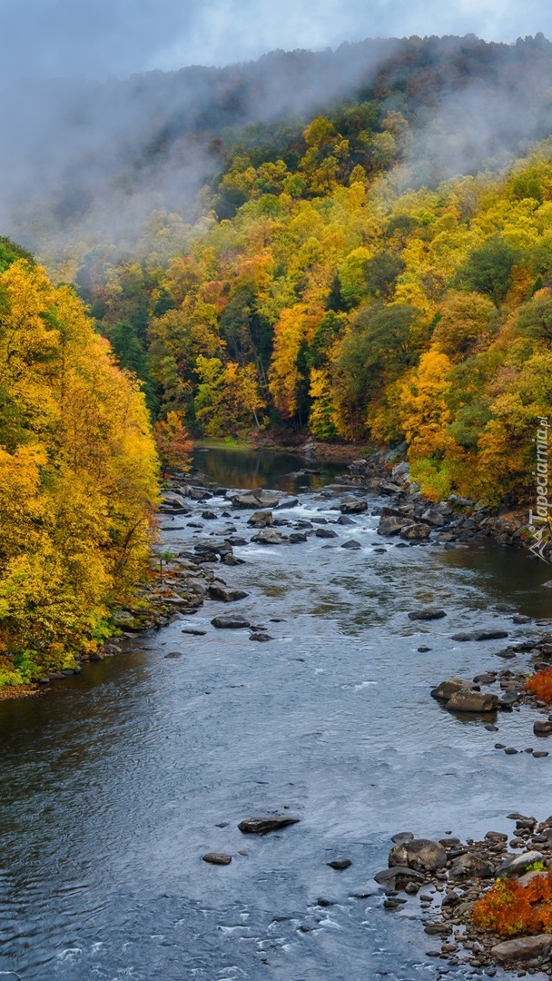 Zamglone lasy nad rzeką