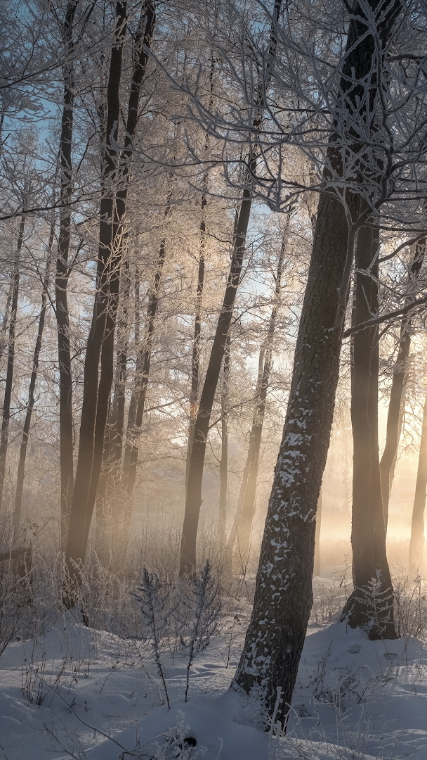 Zamglony las zimową porą