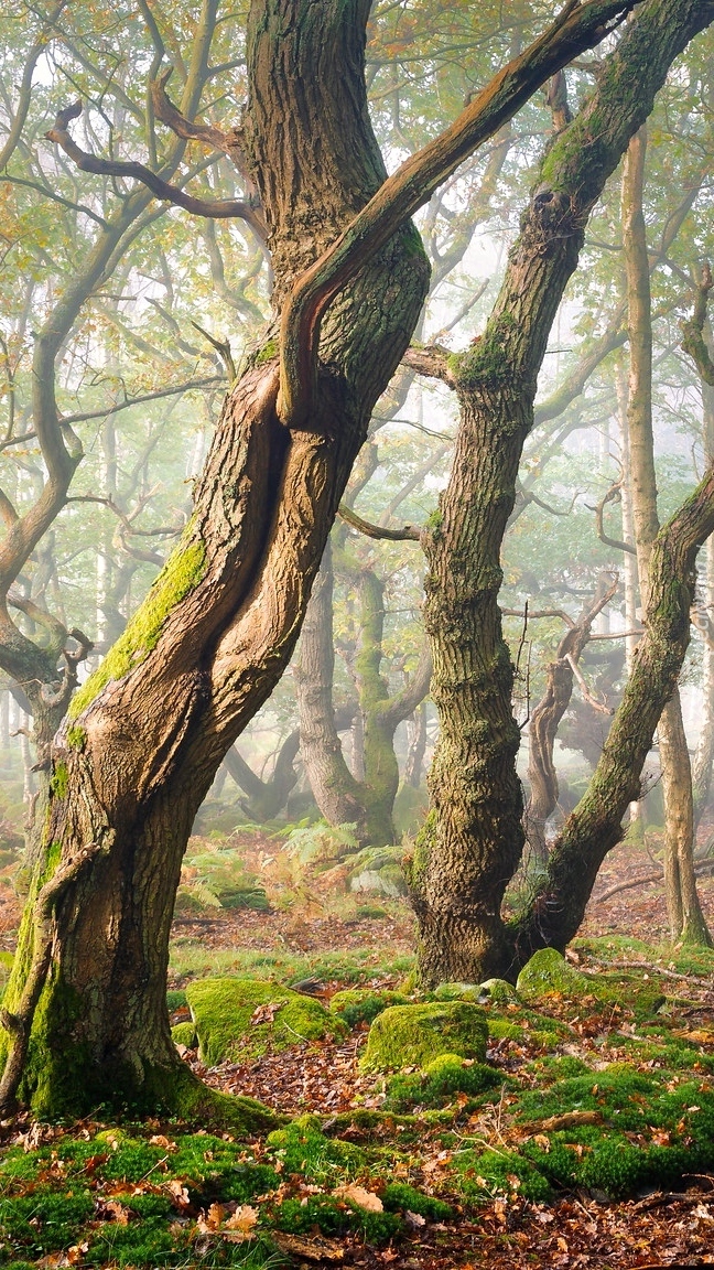 Zamglony Park Narodowy Peak District