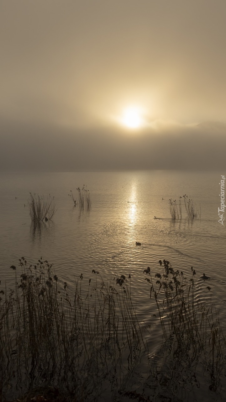 Zamglony poranek nad jeziorem