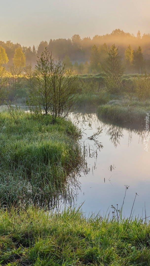 Zamglony poranek nad rzeką