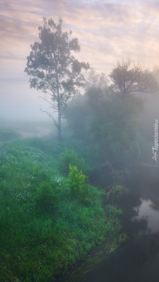 Zamglony poranek nad rzeką