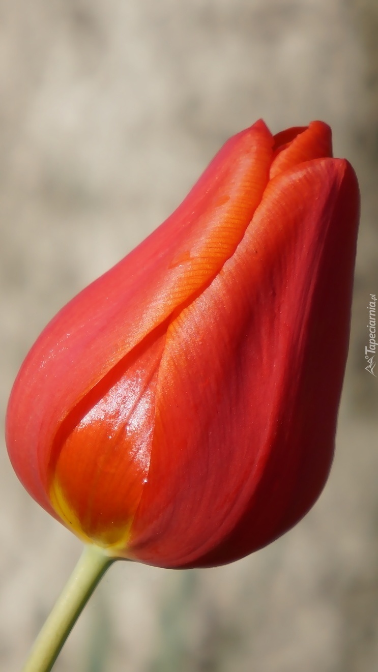 Zamknięty czerwony tulipan