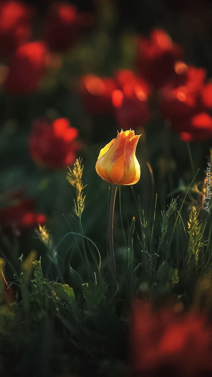Zamknięty żółty tulipan na łące