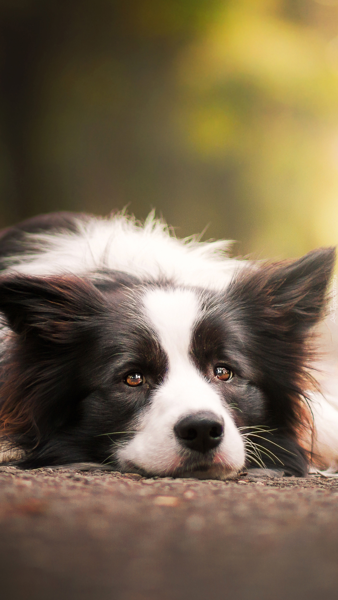 Zamyślony border collie