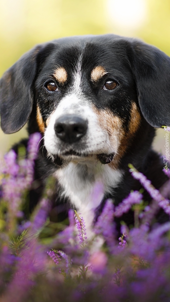 Zamyślony entlebucher