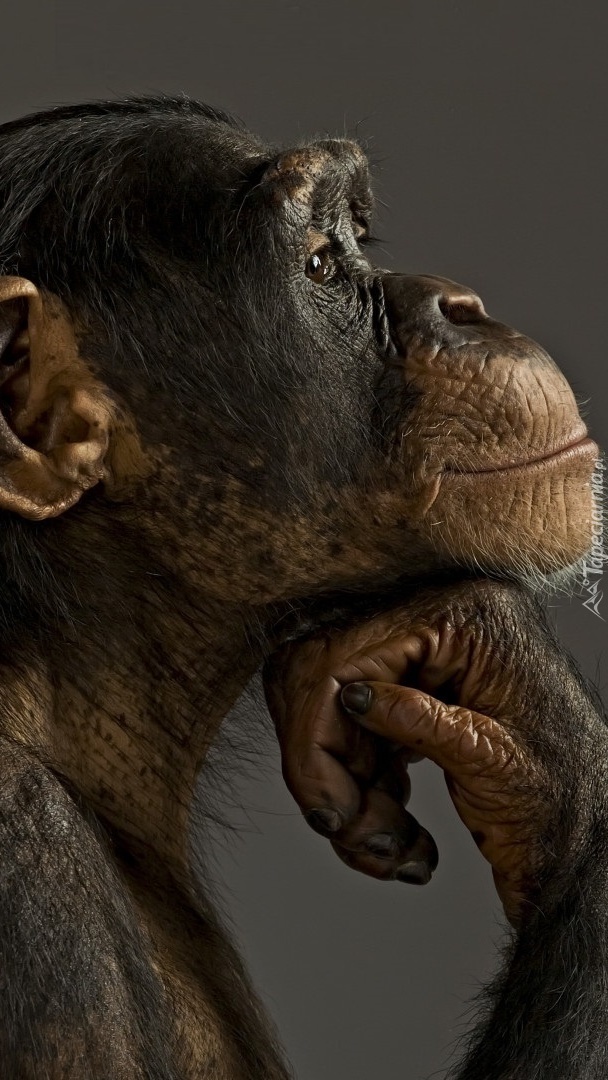 Zamyślony szympans z profilu
