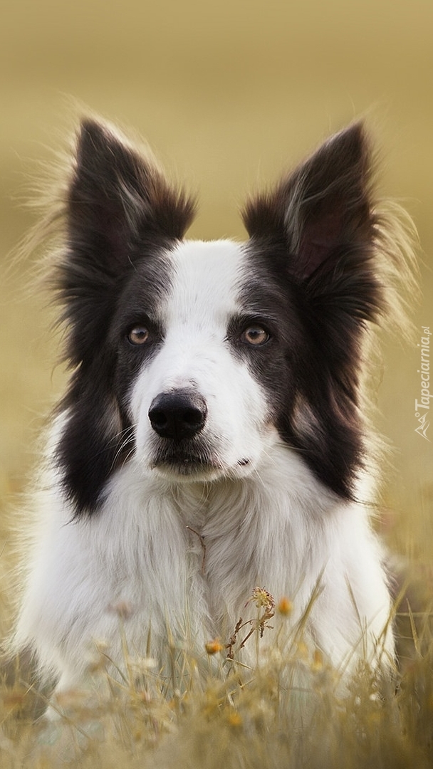 Zapatrzony border collie