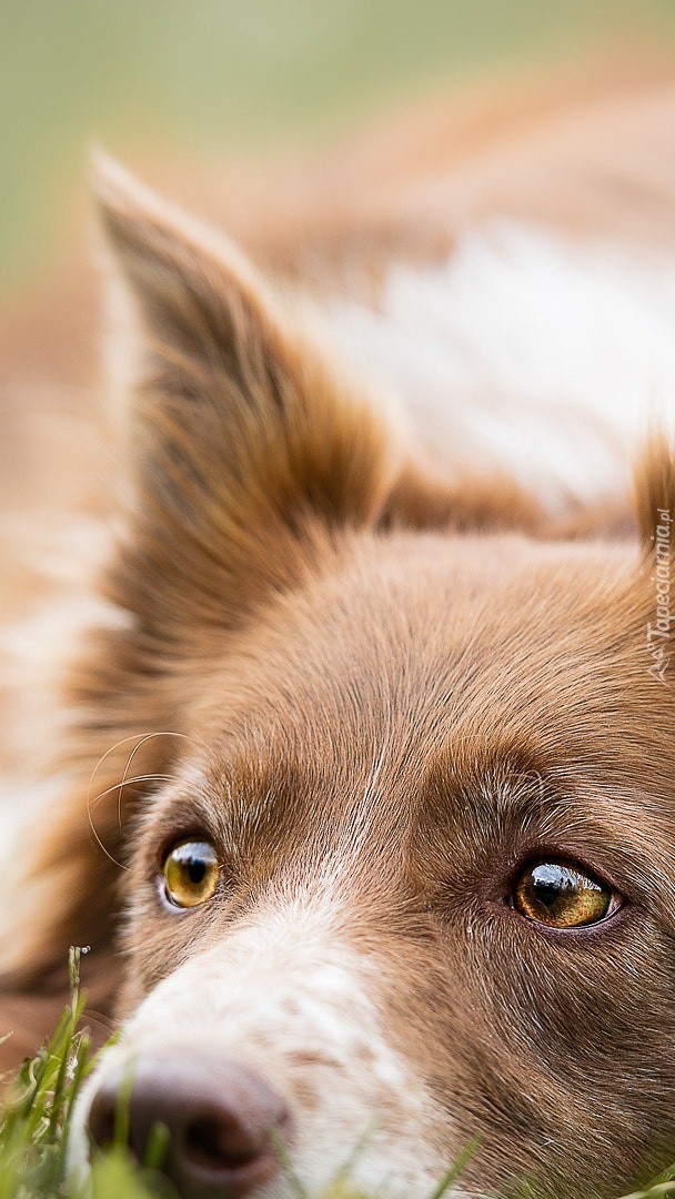 Zapatrzony border collie