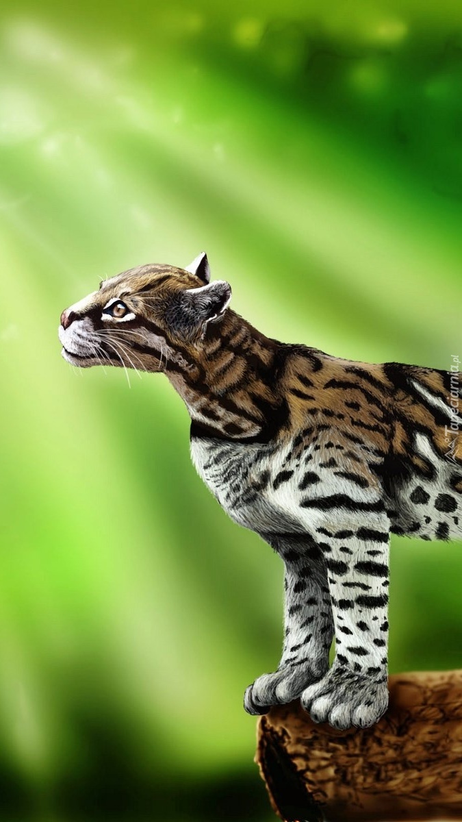 Zapatrzony ocelot