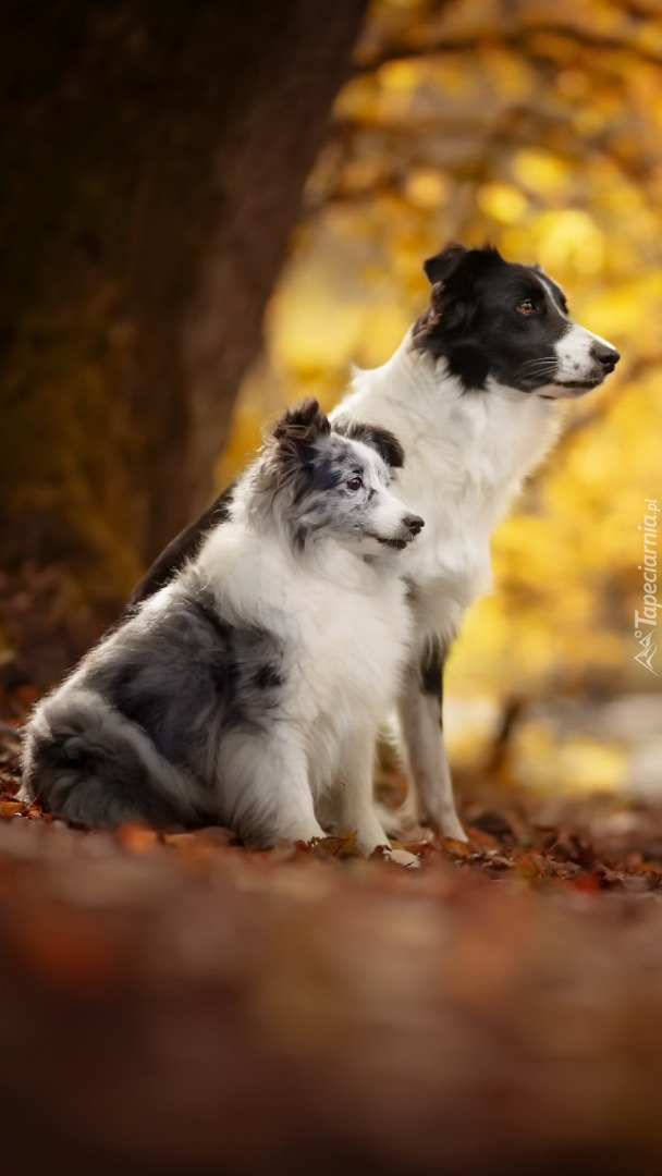 Zapatrzony owczarek szetlandzki i border collie