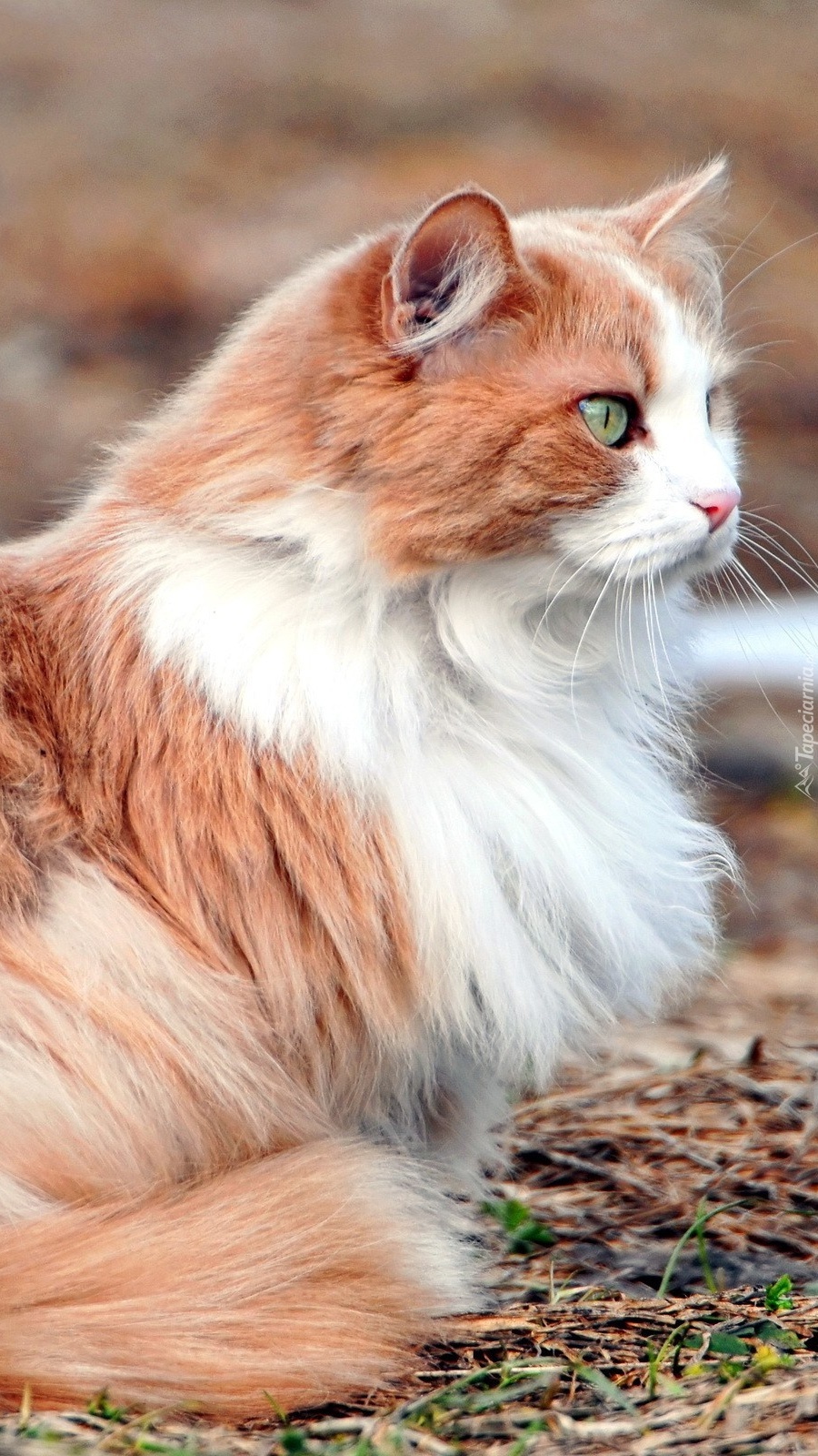 Zapatrzony rudo-biały kot