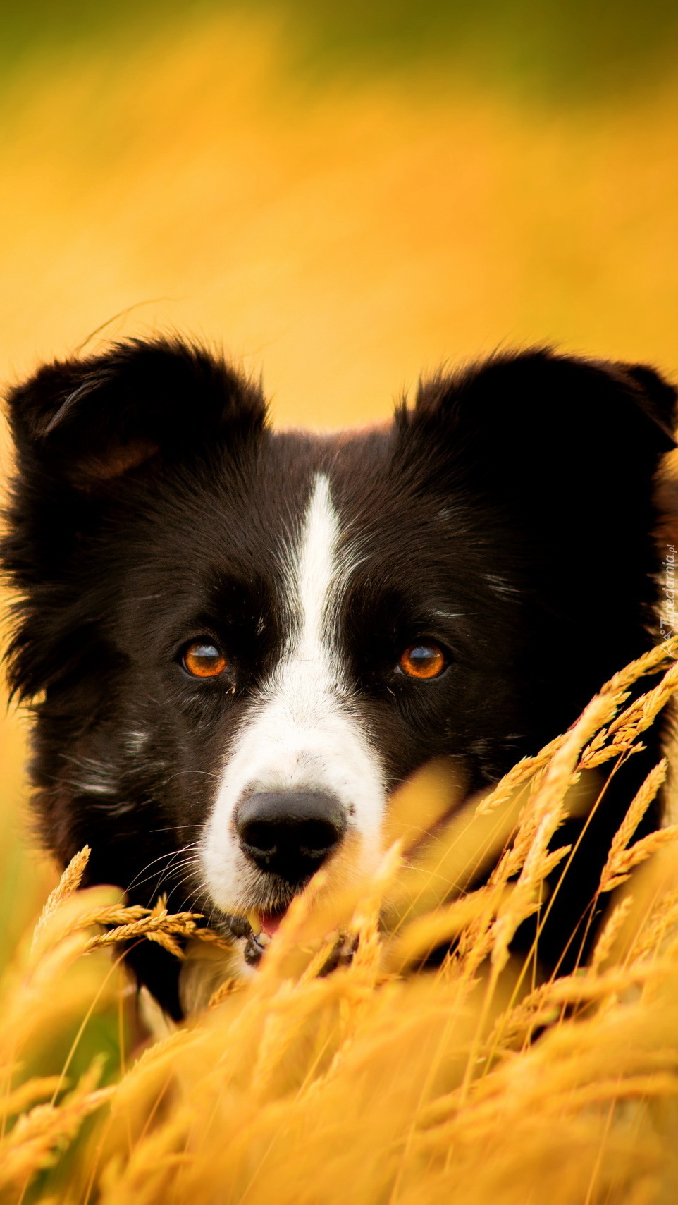 Zapatrzony schowany w trawie border collie