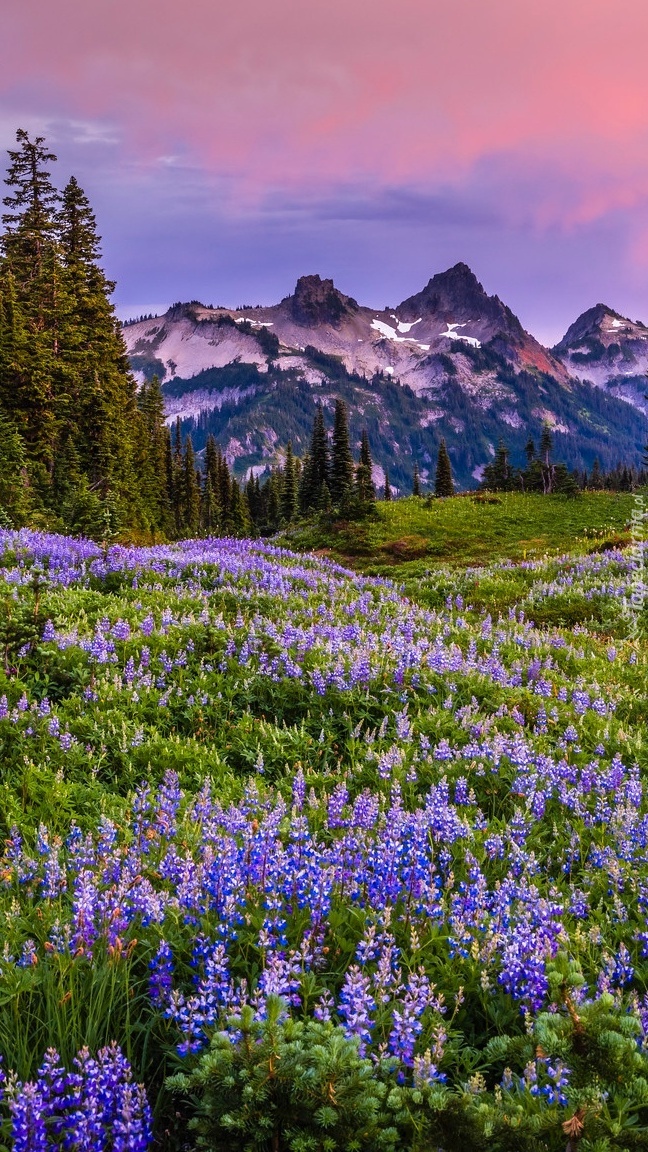 Zaróżowione niebo nad górami Tatoosh Range