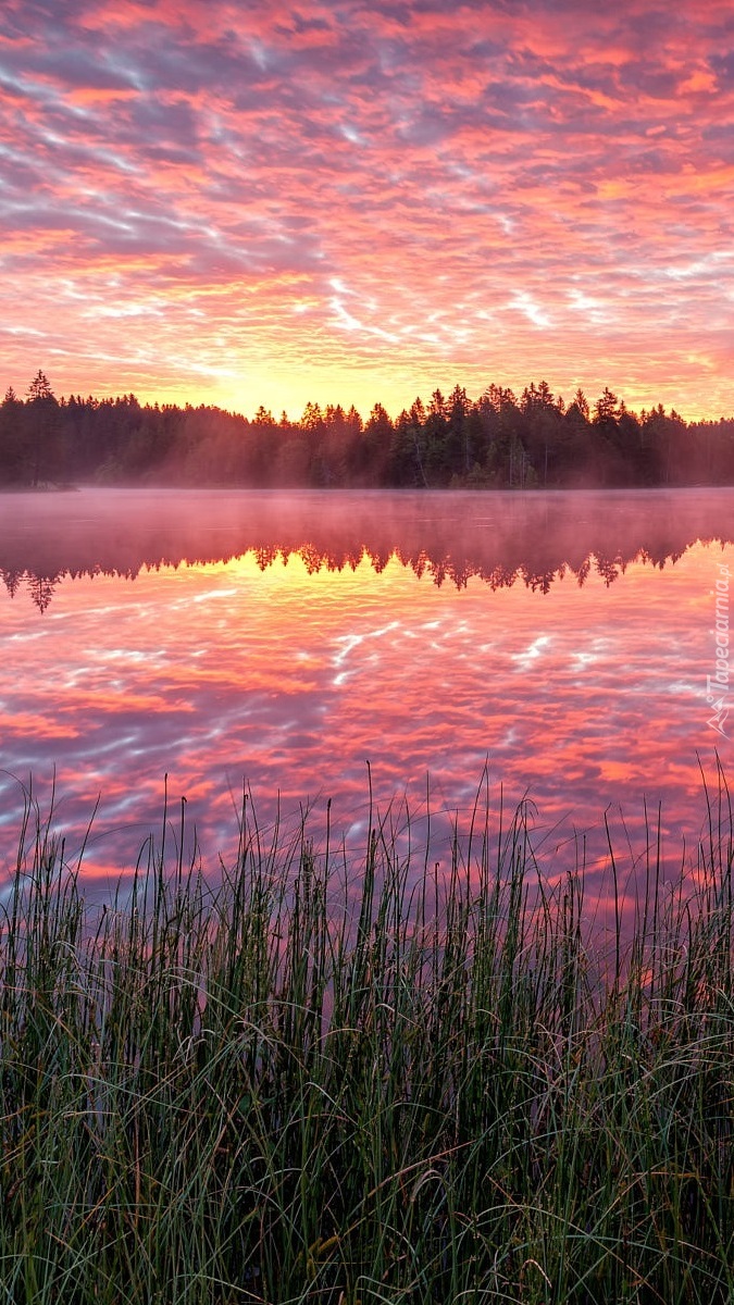 Zaróżowione niebo wschodzącego słońca nad jeziorem Etang de la Gruere