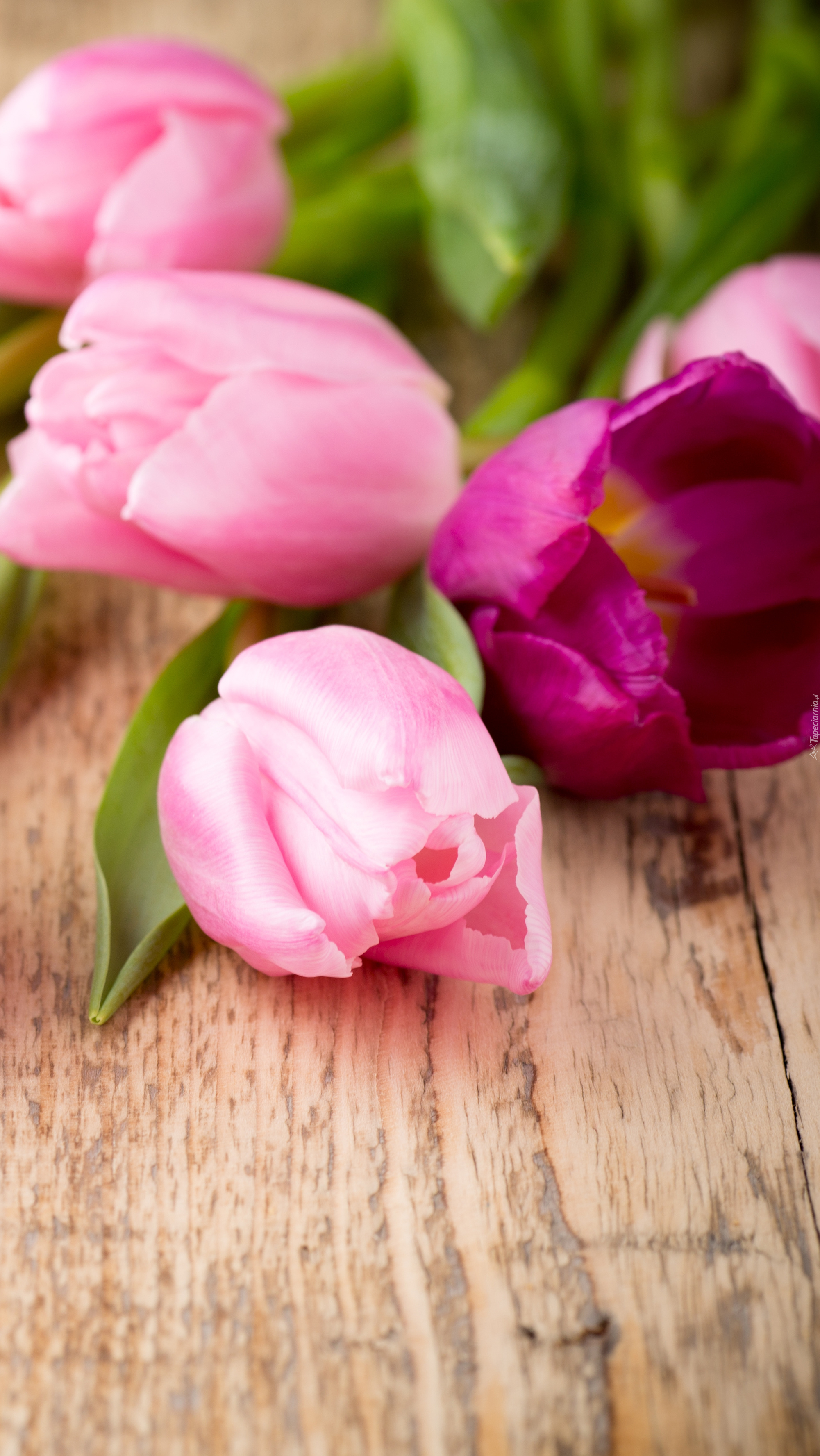 Zaróżowione tulipany