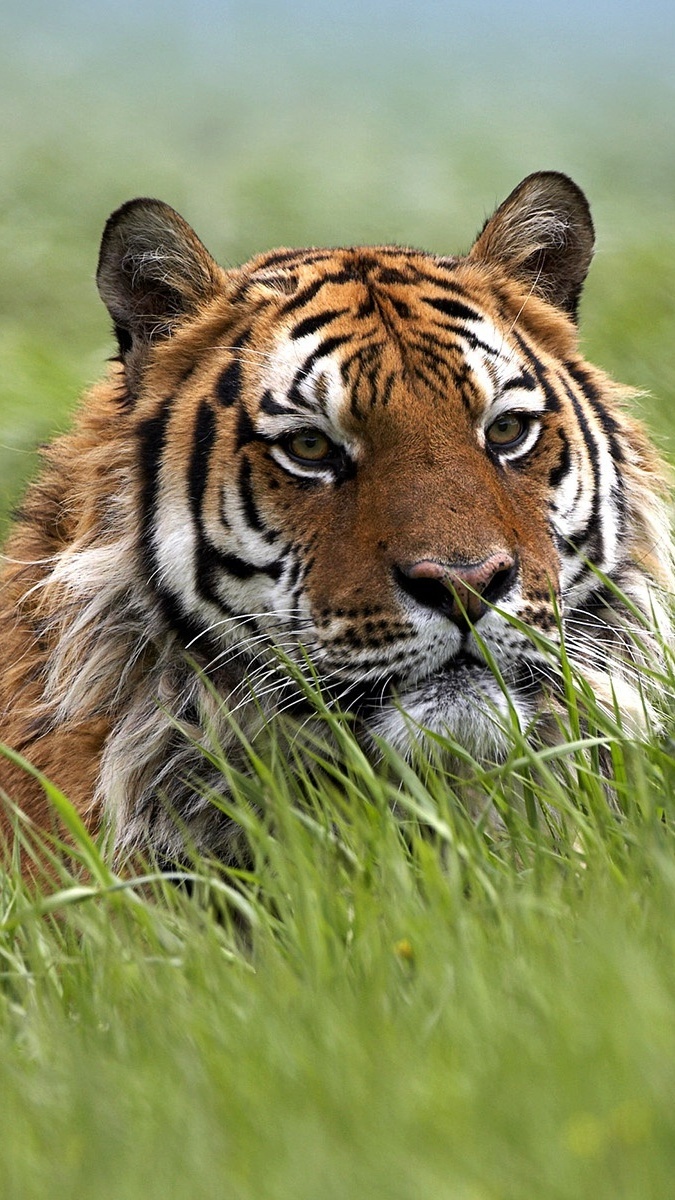 Zasępiony tygrys