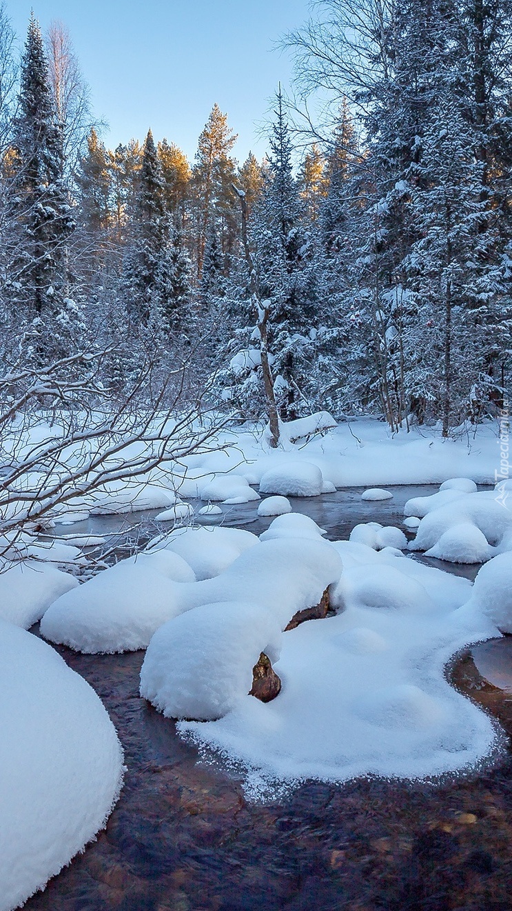 Zaśnieżony las nad rzeką