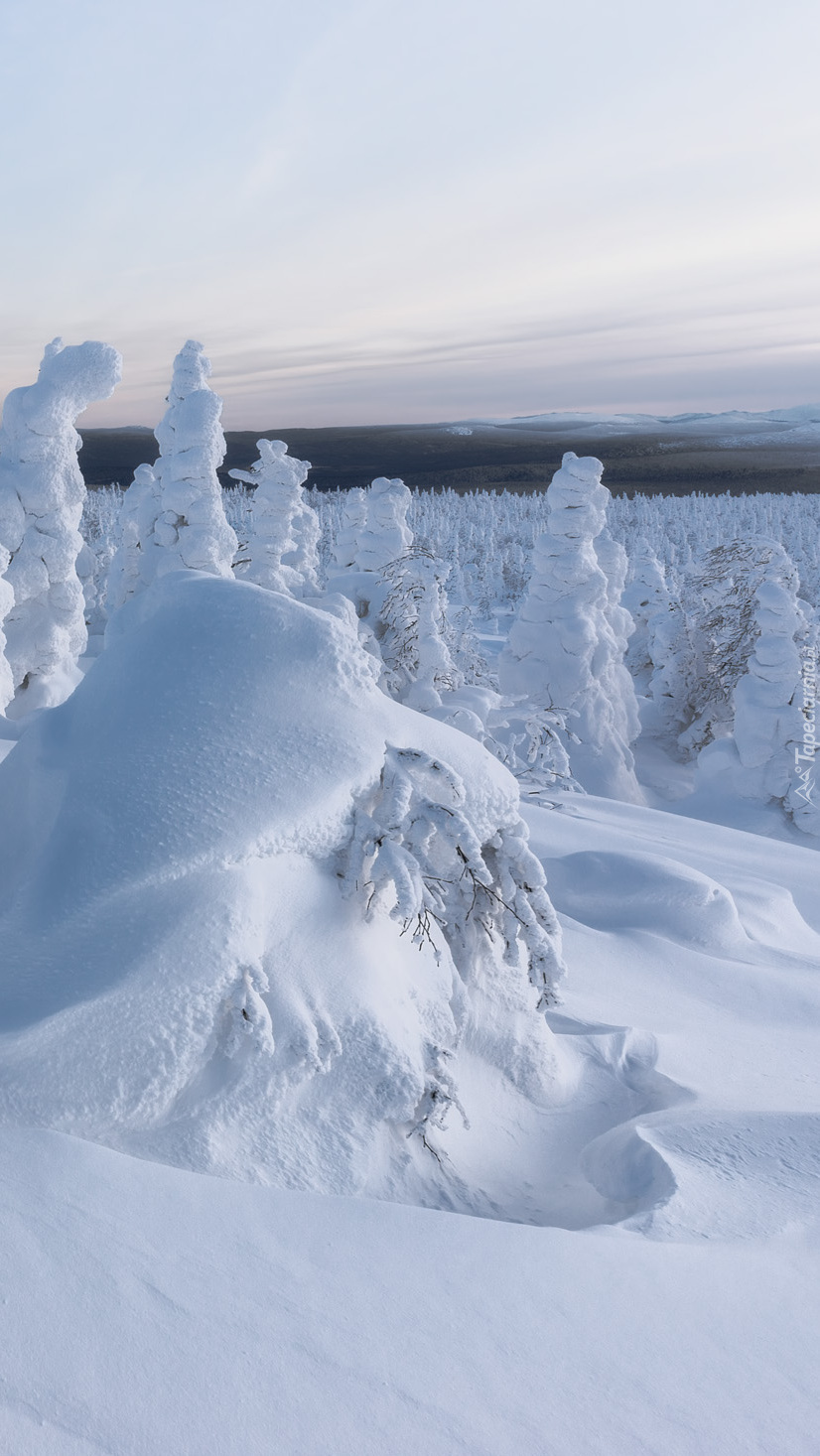 Zaspy i zaśnieżone drzewa