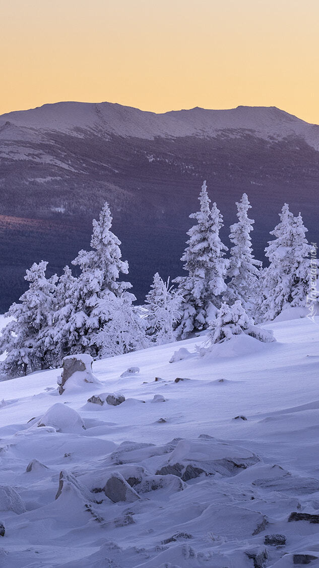 Zasypane śniegiem drzewa na tle gór