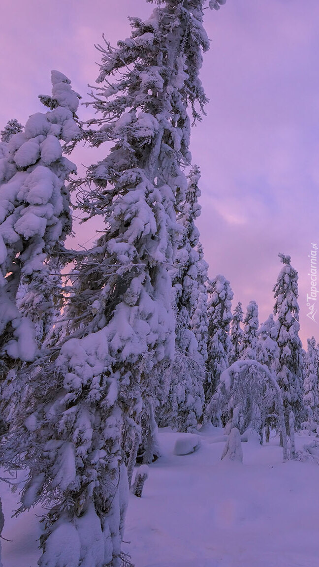 Zasypane śniegiem drzewa w lesie