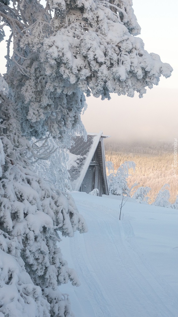Zasypany śniegiem dom i drzewa