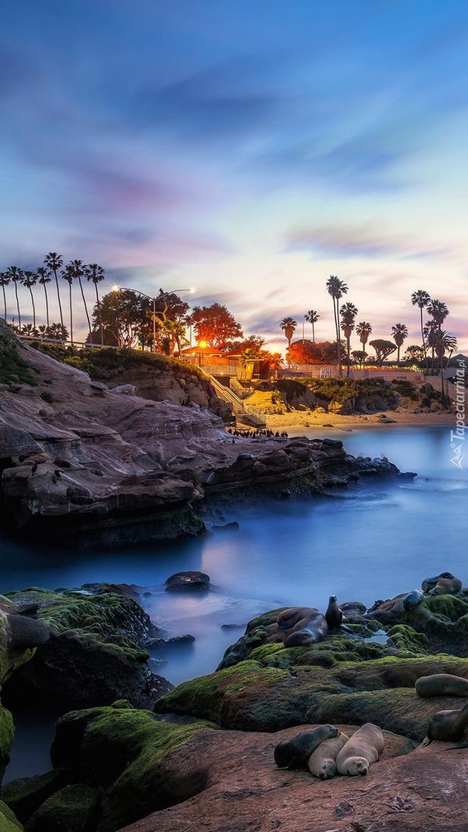 Zatoka La Jolla Cove w San Diego