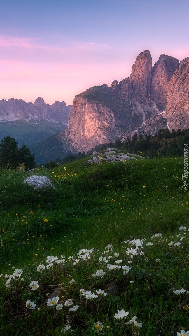 Zawilce na łące w Dolomitach