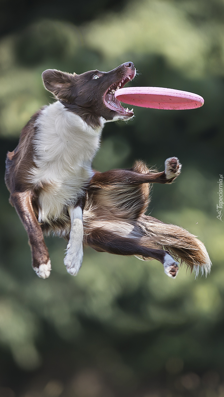 Zawody we frisbee z border collie w akcji