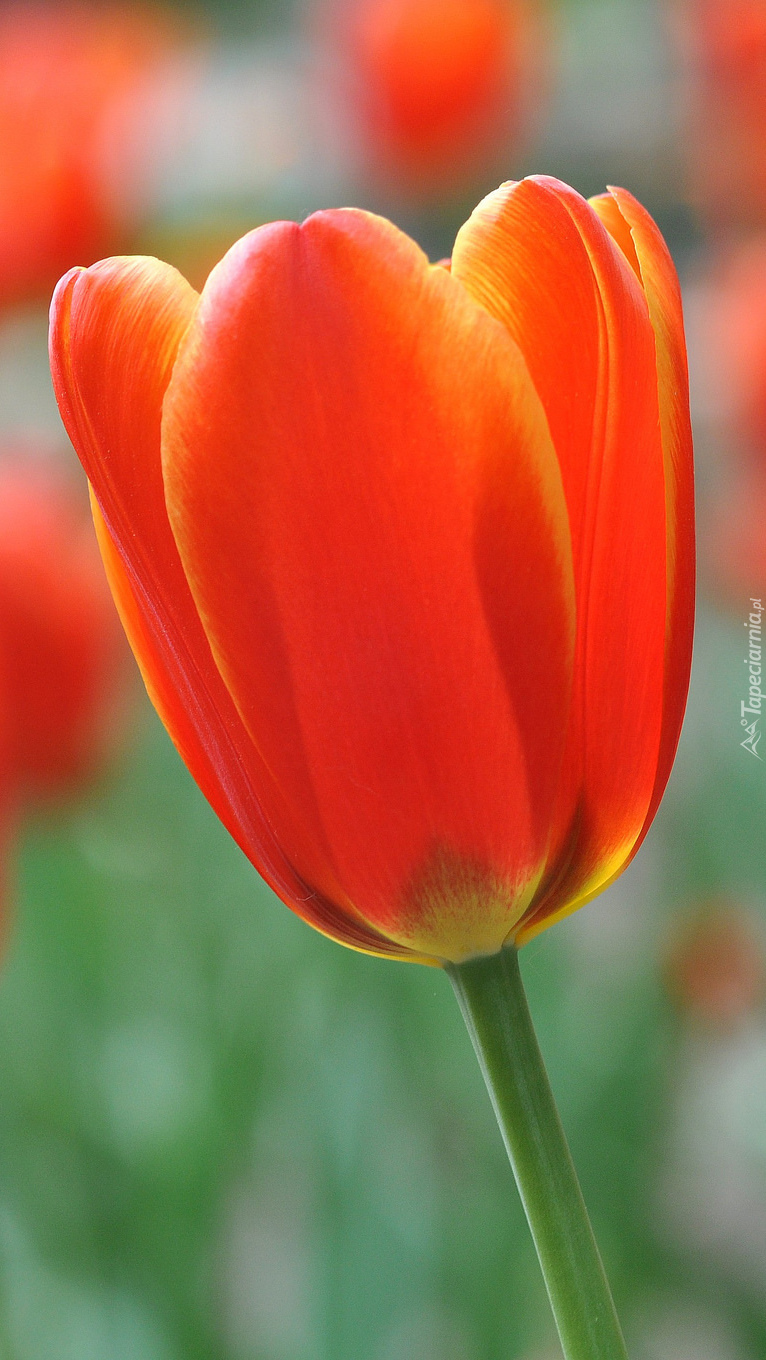 Zbliżenie tulipana