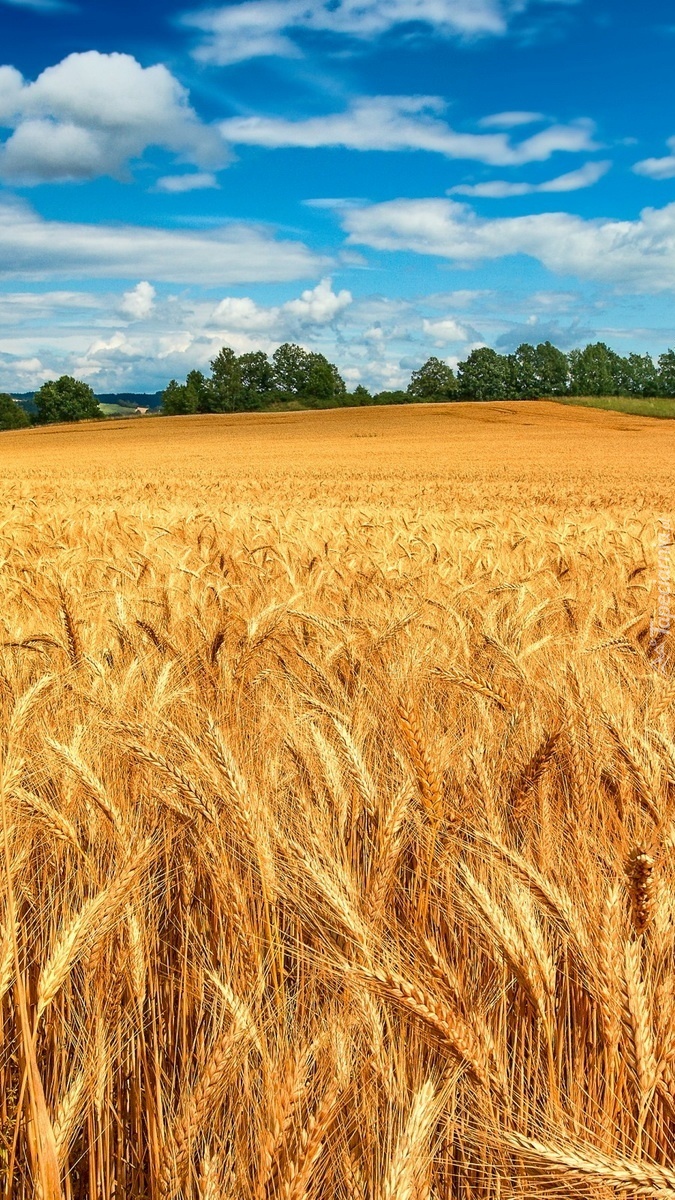 Zboże dojrzewa w słońcu