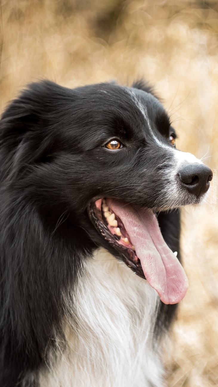 Zdyszany border collie