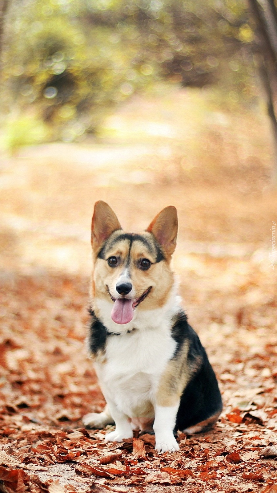 Zdyszany pies corgi