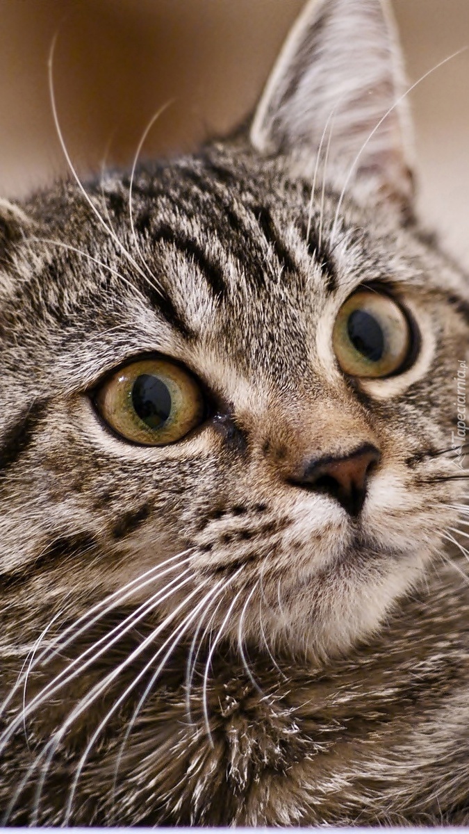 Zdziwienie w oczach kota