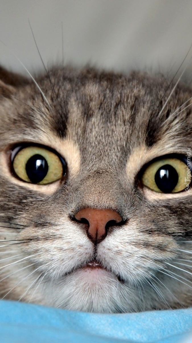 Zdziwiony kot