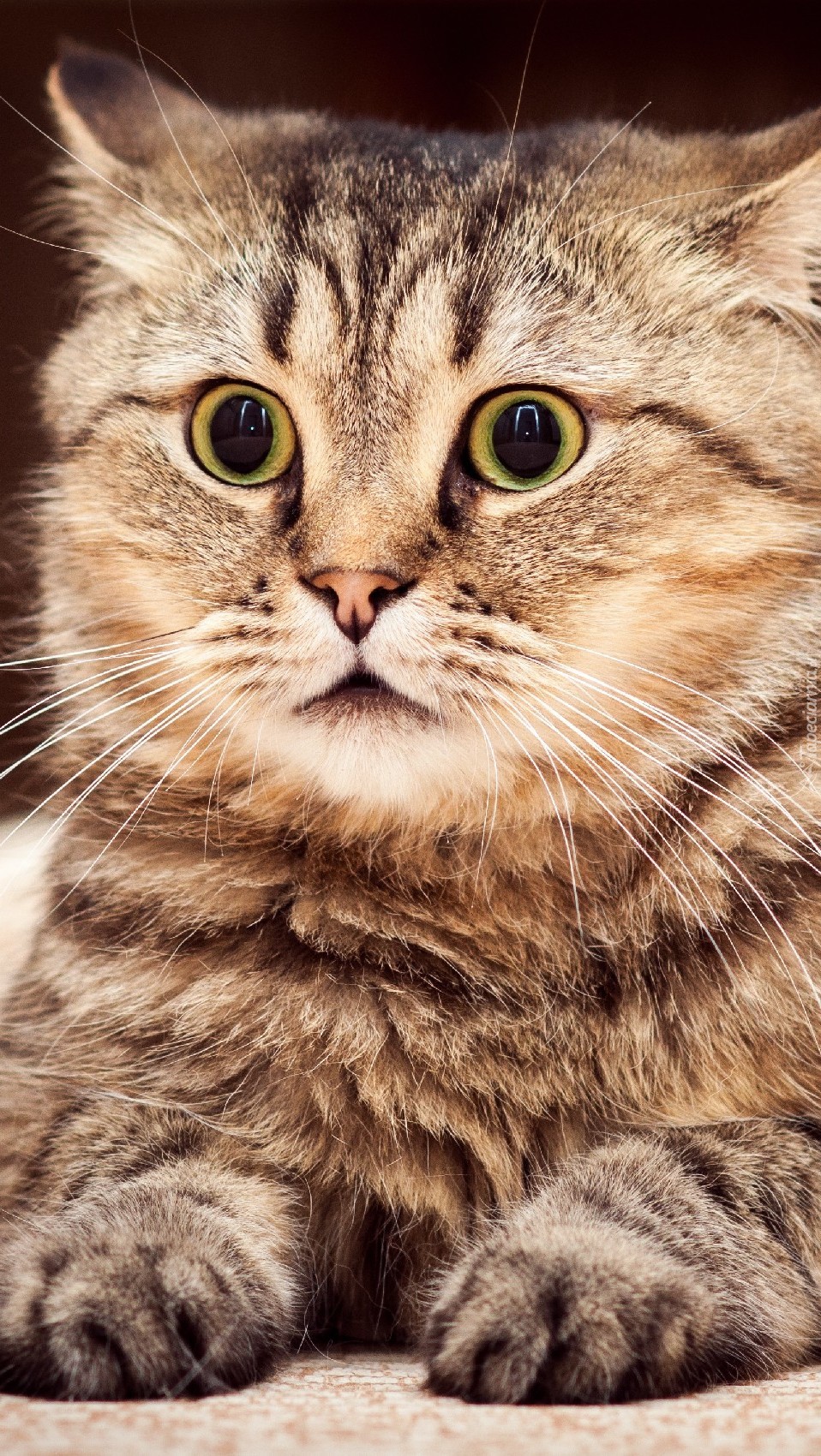 Zdziwiony kot