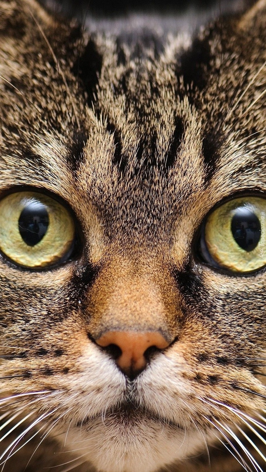 Zdziwiony kotek