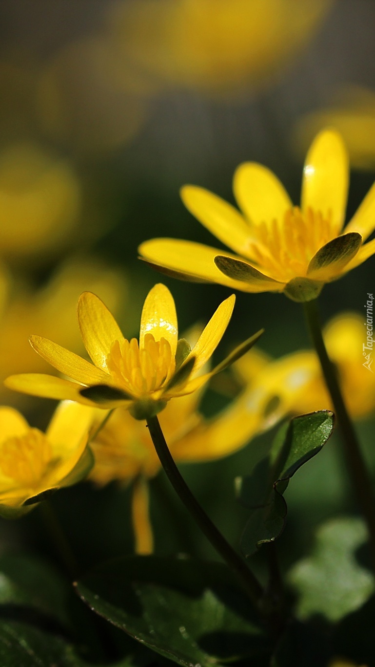 Ziarnopłon wiosenny o żółtych kwiatach