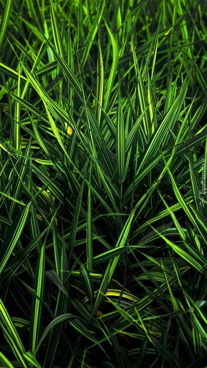Zielona nieprzystrzyżona trawa