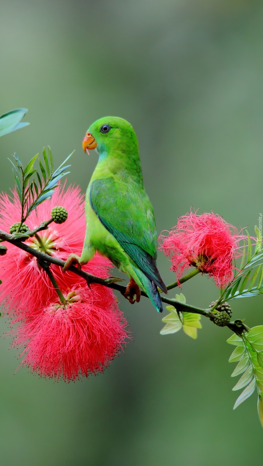 Zielona papuga na gałązce