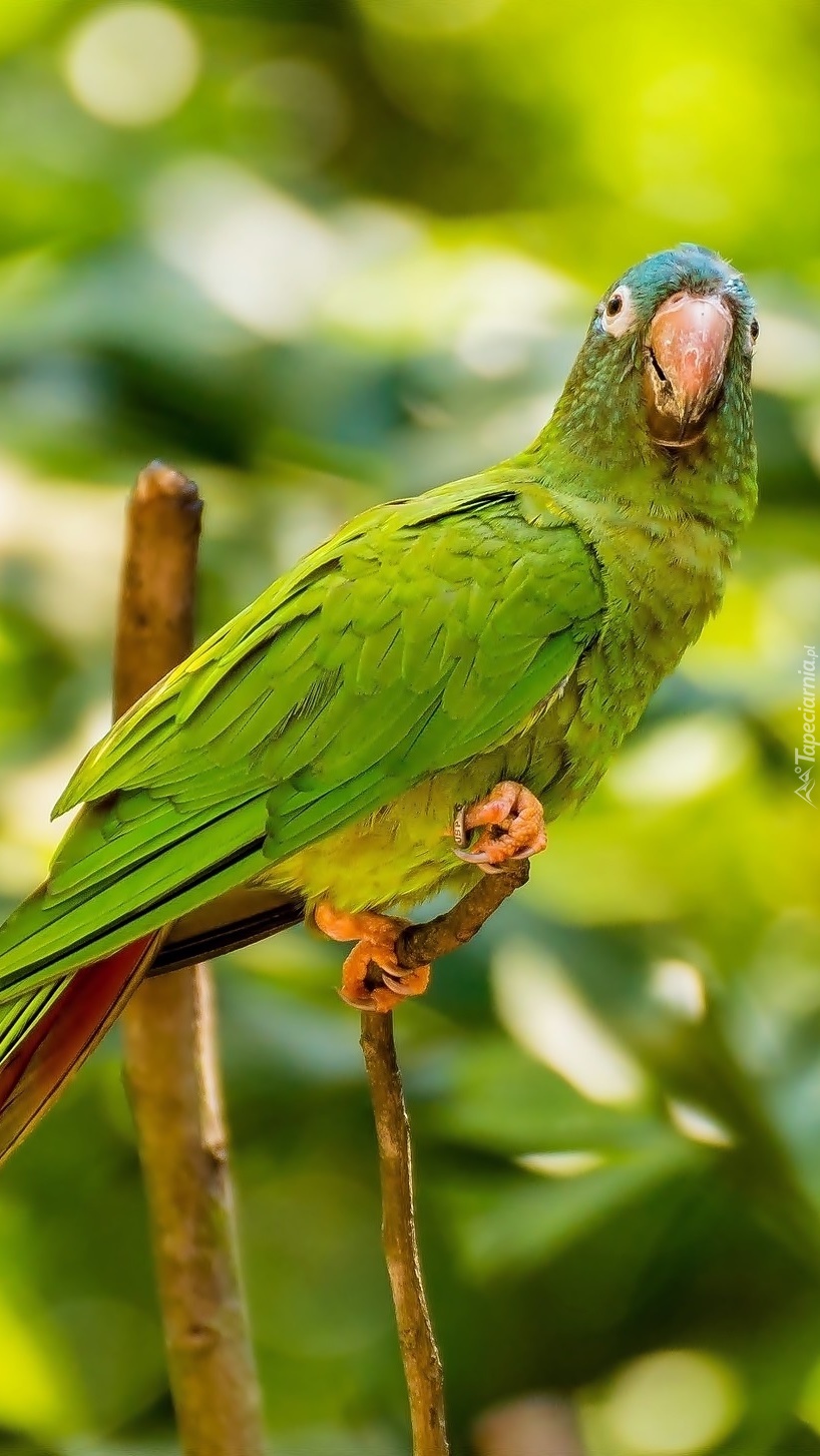 Zielona papuga na gałęzi