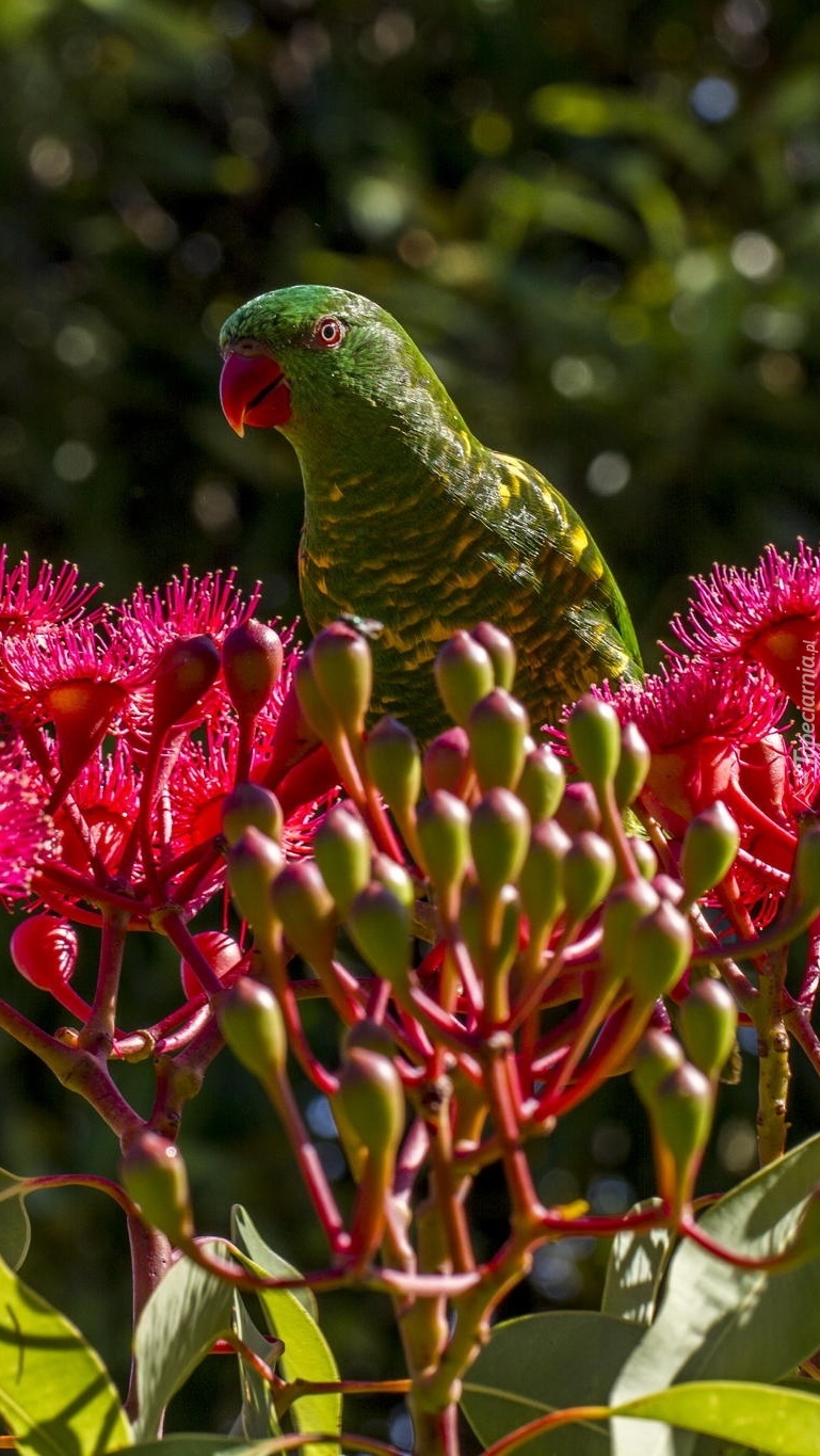 Zielona papuga w kwiatach