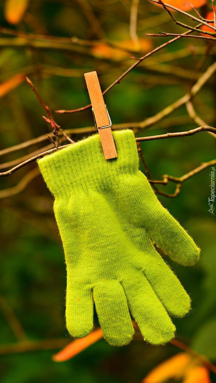 Zielona rękawiczka zawieszona na gałązce