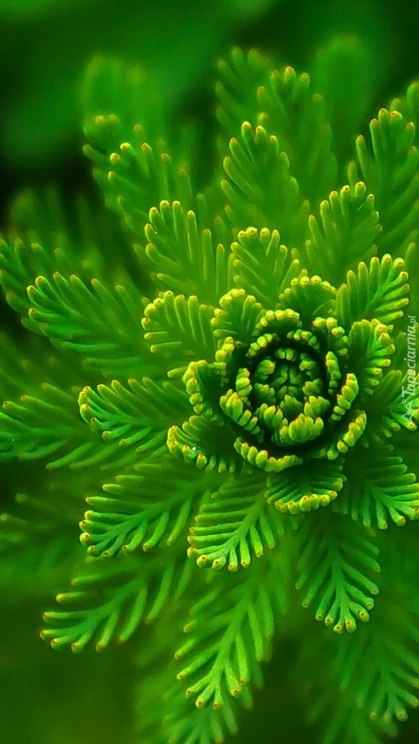 Zielona roślinka