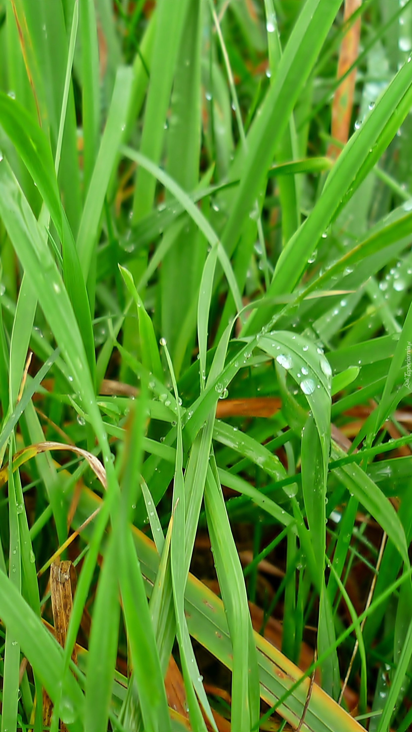 Zielona trawa w kropelkach wody