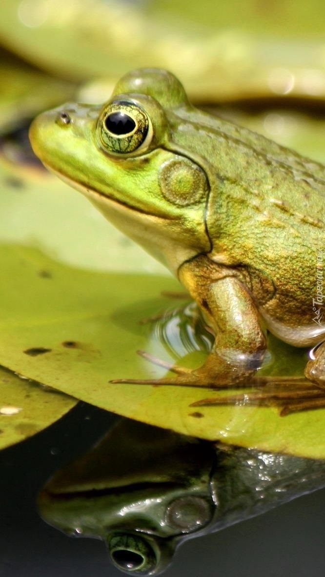 Zielona żaba na liściu