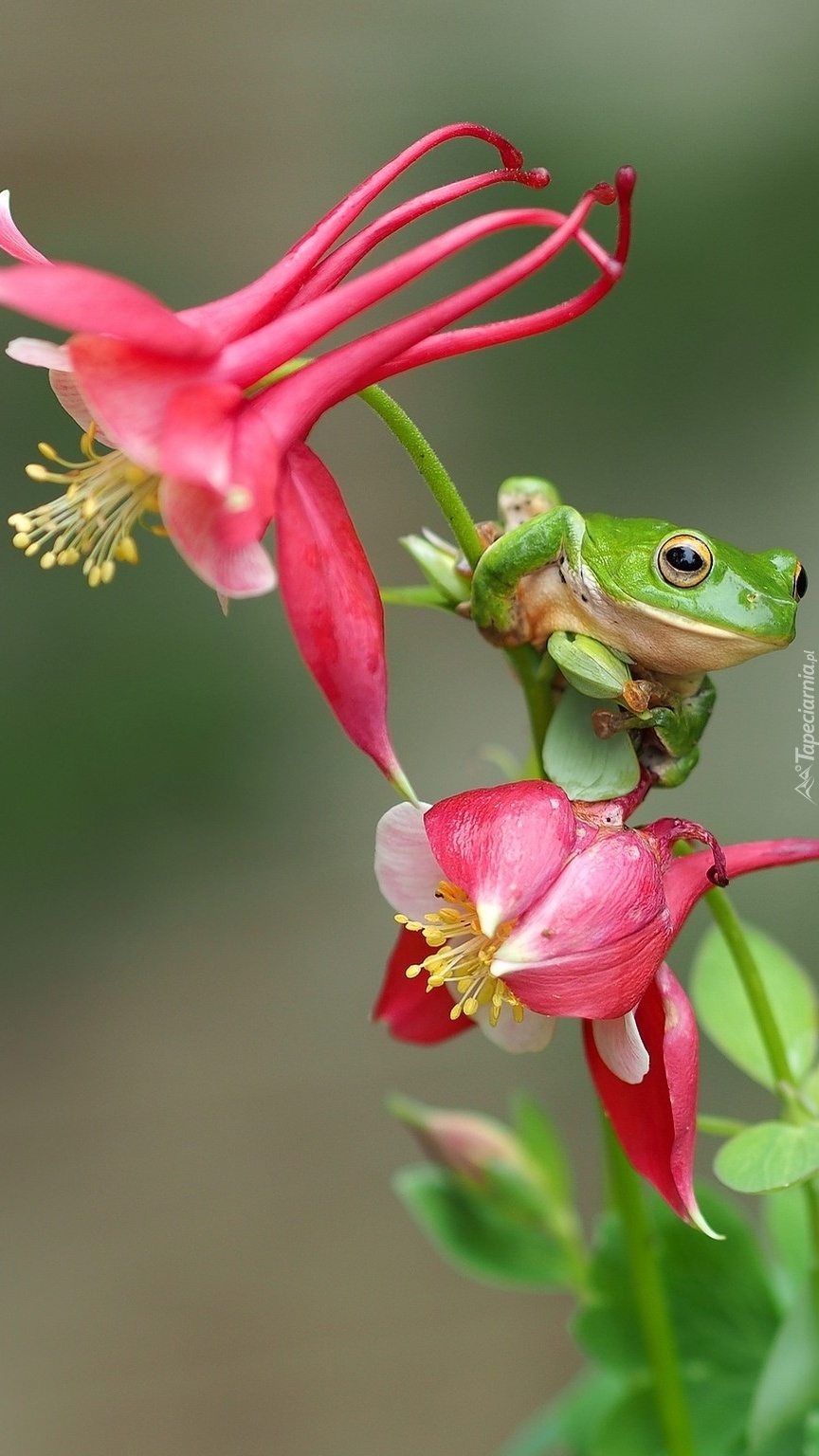 Zielona żabka na różowym kwiatku