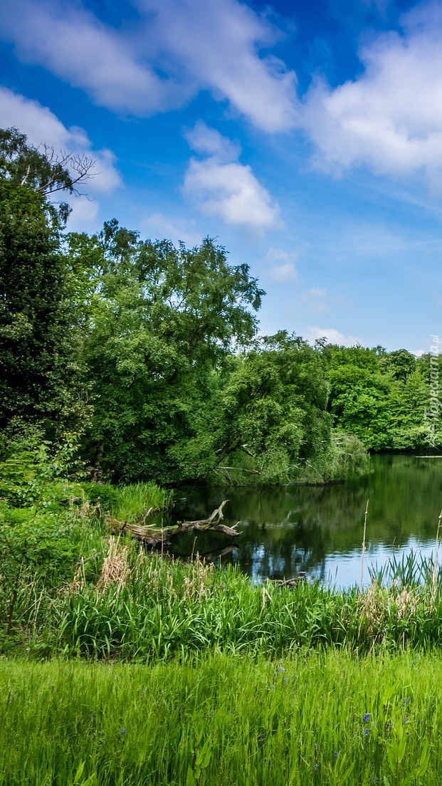 Zielone drzewa i trawy nad stawem